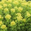 Euphorbia palustris ‘Walenburg's Glorie’ en fleurs