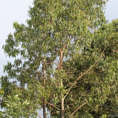Eucalyptus rubida - eucalyptus rougeatre