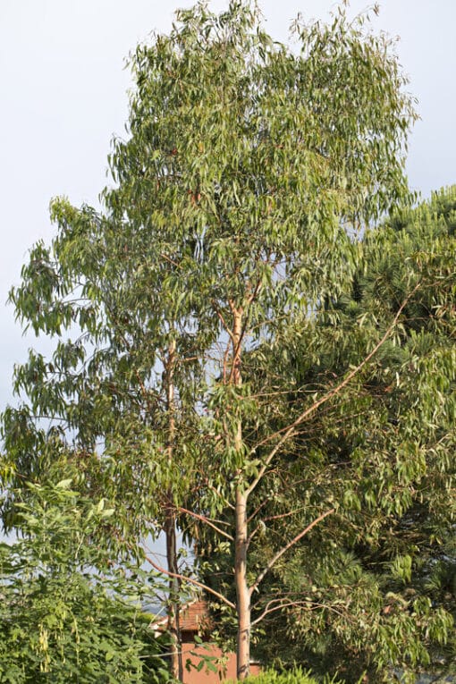 Eucalyptus rubida - eucalyptus rougeatre