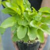 Zantedeschia ‘White Giant’ - Arum géant, sujet de notre production