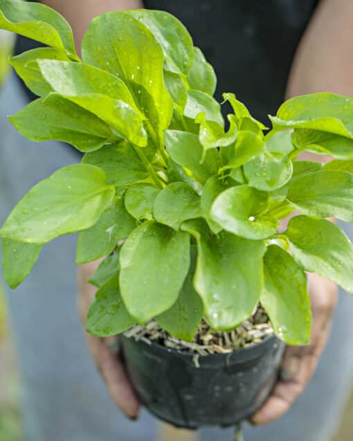 Zantedeschia ‘White Giant’ - Arum géant, sujet de notre production