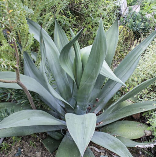 Agave weberi ‘Bleu’