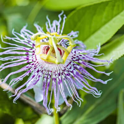 Passiflora incarnata - passiflore officinale