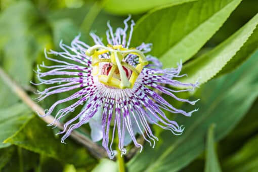 Passiflora incarnata - passiflore officinale