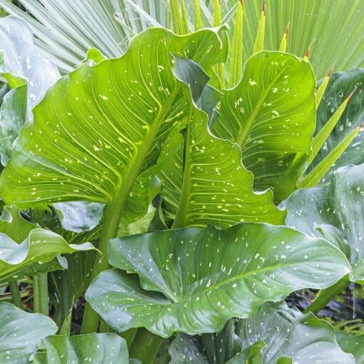 Zantedeschia ‘White Giant’ - Arum géant