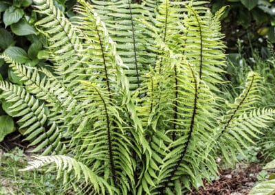 Dryopteris wallichiana