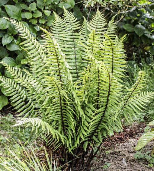 Dryopteris wallichiana