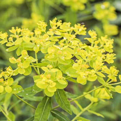 Euphorbia palustris ‘Walenburg's Glorie’ en fleurs