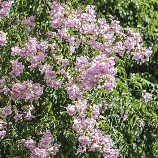 Podranea ricasoliana, bignone rose, en fleurs