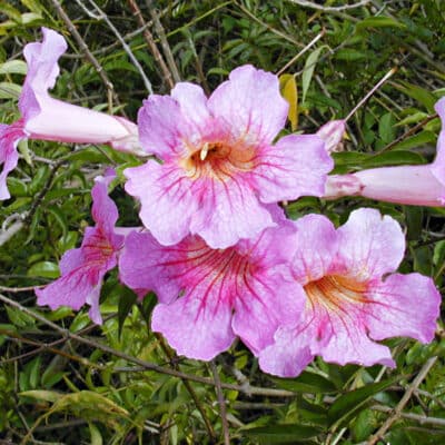 Podranea ricasoliana, bignone rose, en fleurs