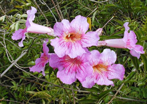 Podranea ricasoliana, bignone rose, en fleurs