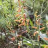 Aloe simii
