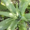 Aloe simii