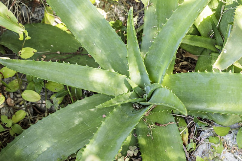 Aloe simii - Palmiers et Compagnie