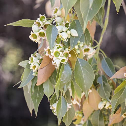 Brachychiton populneus, le kurrajong, un baobab australien