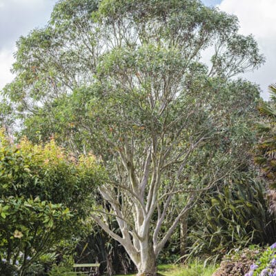 Eucalyptus pauciflora subsp. debeuzevillei, Eucalyptus debeuzevillei,