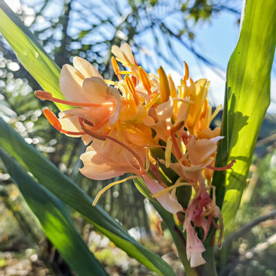 Hedychium coccineum angustifolium 'Peach', longose 'Peach' en fleur