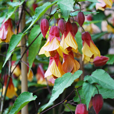 Abutilon Kentish Bell, abutilon grimpant, hibiscus grimpant