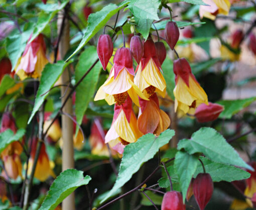 Abutilon Kentish Bell, abutilon grimpant, hibiscus grimpant