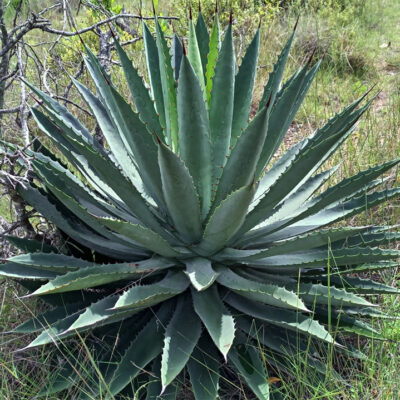 Agave lyobaa, maguey coyote