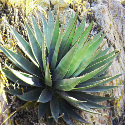 Agave potreriana alias Agave potrerana