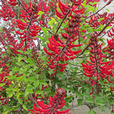 Erythrina x bidwillii - érythrine hybride