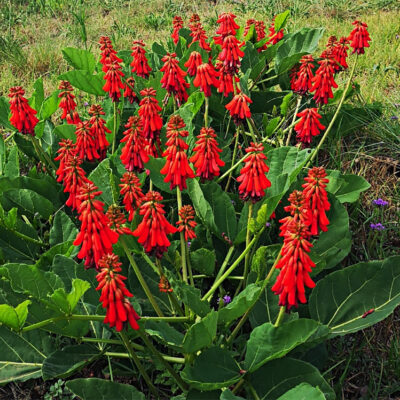 Erythrina zeyheri, érythrine vivace en fleurs