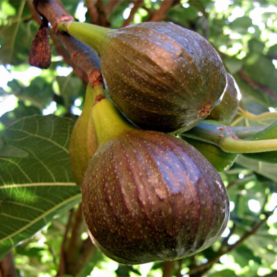 Ficus carica Francuesco, la figue 'Francuesco' alias Figue Francuesca