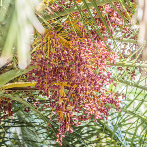 Phoenix canariensis porphyrocarpa, palmiers des Canaries à fruits rouges