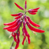 Erythrina x bidwillii - érythrine hybride