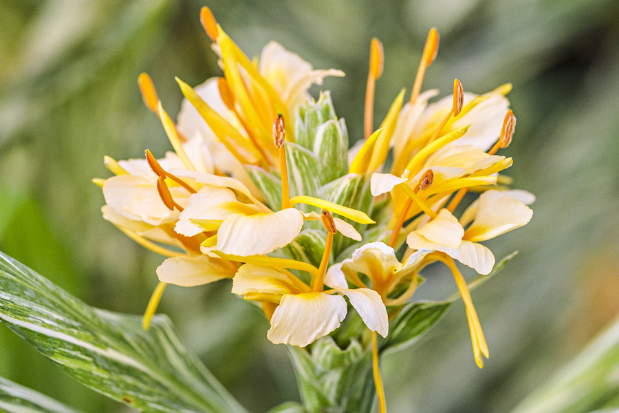 Comment cultiver les gingembres de jardin, Hedychium