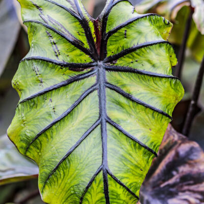 Colocasia Pharaohs Mask