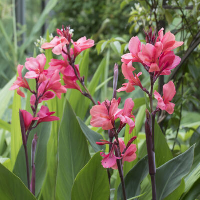 Canna Lago de Chapala, Canna x generalis liliiflora