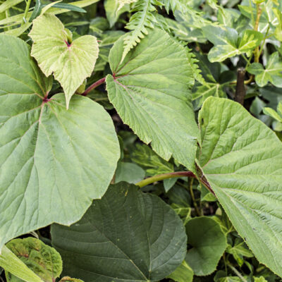 Begonia Torsa, bégonia de jardin hybride