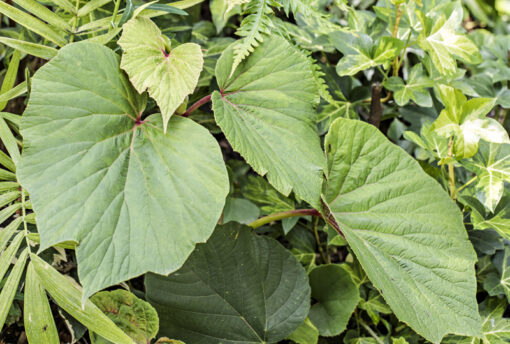 Begonia Torsa, bégonia de jardin hybride