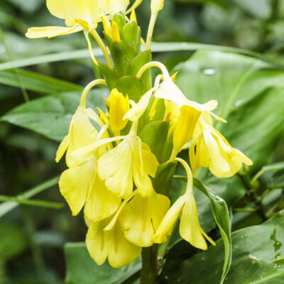 Gingembre de Ward (Hedychium wardii)