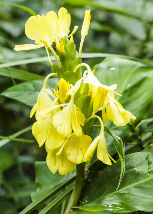 Gingembre de Ward (Hedychium wardii)