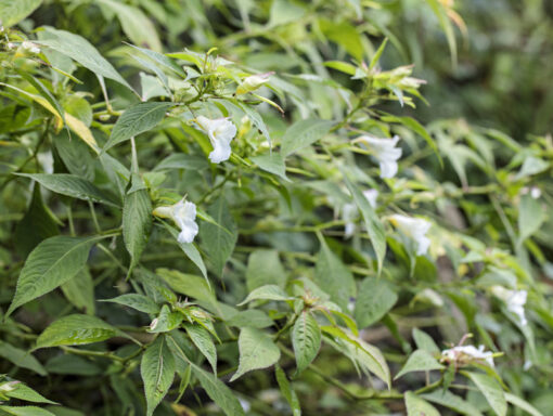 Impatiens arguta Alba, impatiente vivace blanche