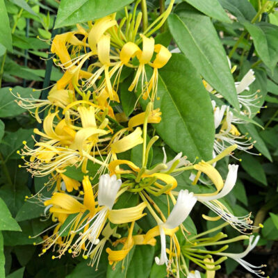 Lonicera similis delavayi, chèvrefeuille de Delavay