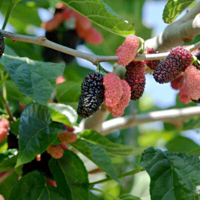 Morus Illinois Everbearing, mûrier comestible 'Illinois Everbearing'