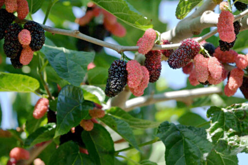 Morus Illinois Everbearing, mûrier comestible 'Illinois Everbearing'