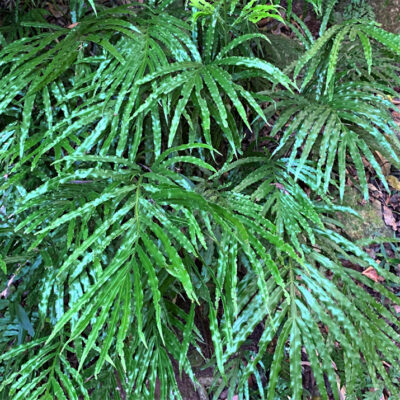 Pteris umbrosa, le ptéris d’ombre, ou « jungle brake » en anglais,