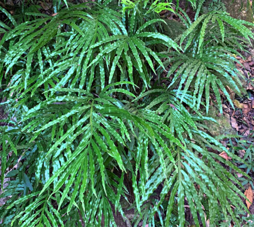 Pteris umbrosa, le ptéris d’ombre, ou « jungle brake » en anglais,