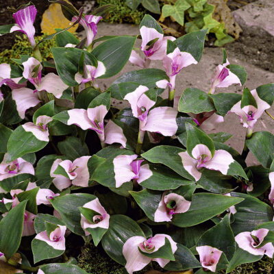 Tradescantia Blushing Bride alias Maiden Bride alias First Blush, misère panachée de rose