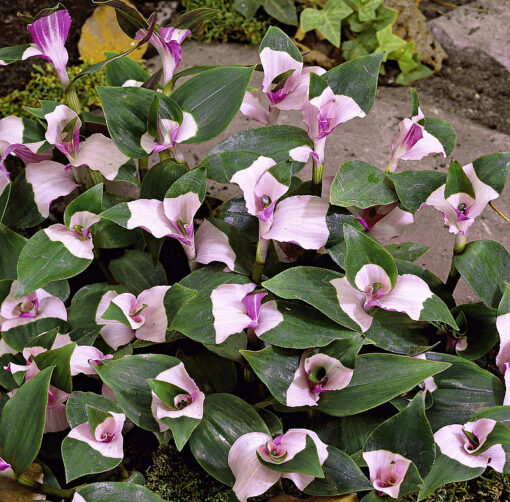 Tradescantia Blushing Bride alias Maiden Bride alias First Blush, misère panachée de rose