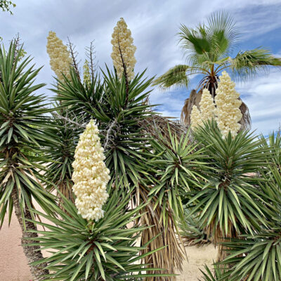 Yucca capensis, yucca de Los Cabos, yucca arborescent