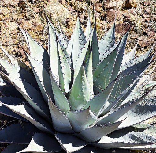 Agave neomexicana - Agave parryi neomexicana