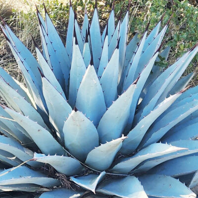 Agave neomexicana - Agave parryi neomexicana