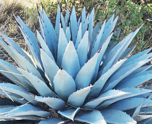 Agave neomexicana - Agave parryi neomexicana