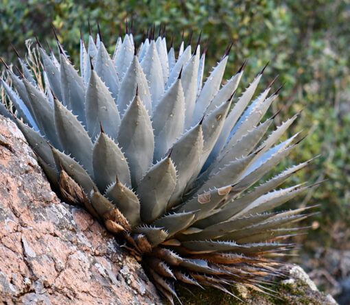 Agave neomexicana - Agave parryi neomexicana